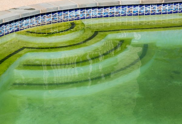 Cost of Pool Deck Algae Removal in Panama City